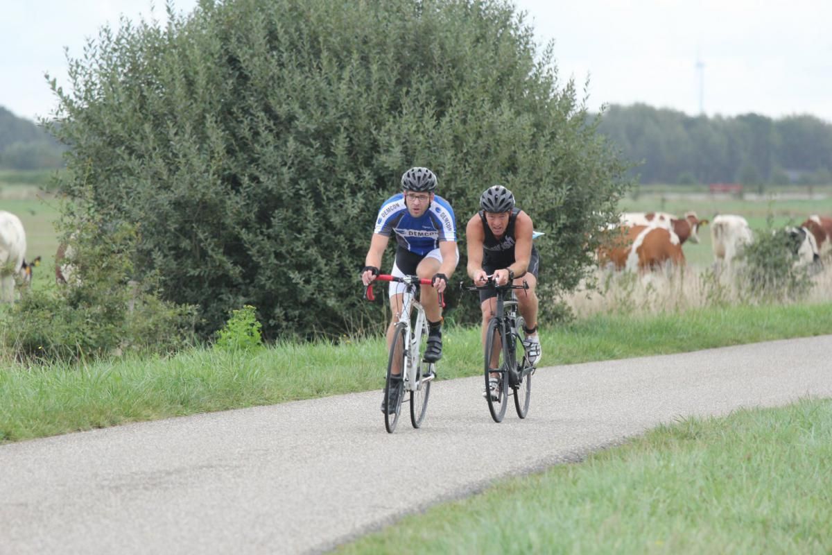 Twee mensen fietsen over een weg met koeien op de achtergrond.