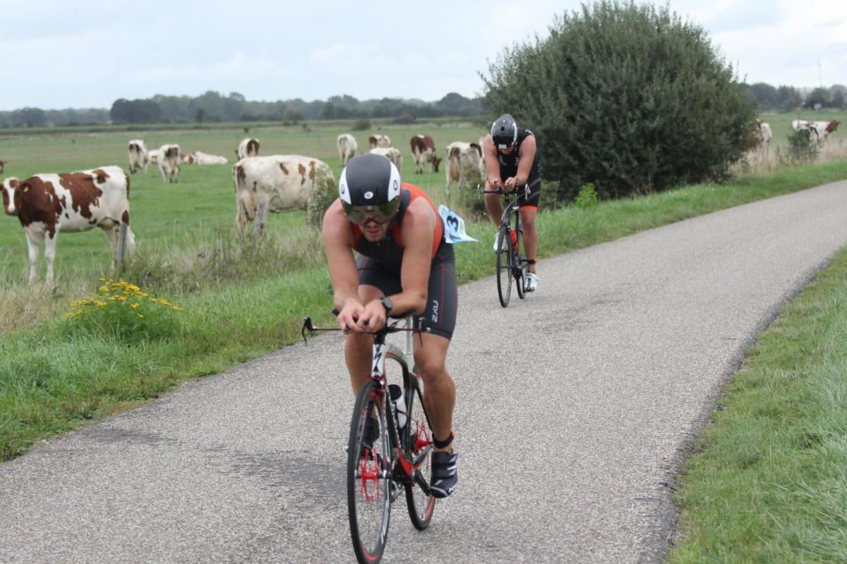 Twee mensen fietsen over een weg naast een weiland met koeien.