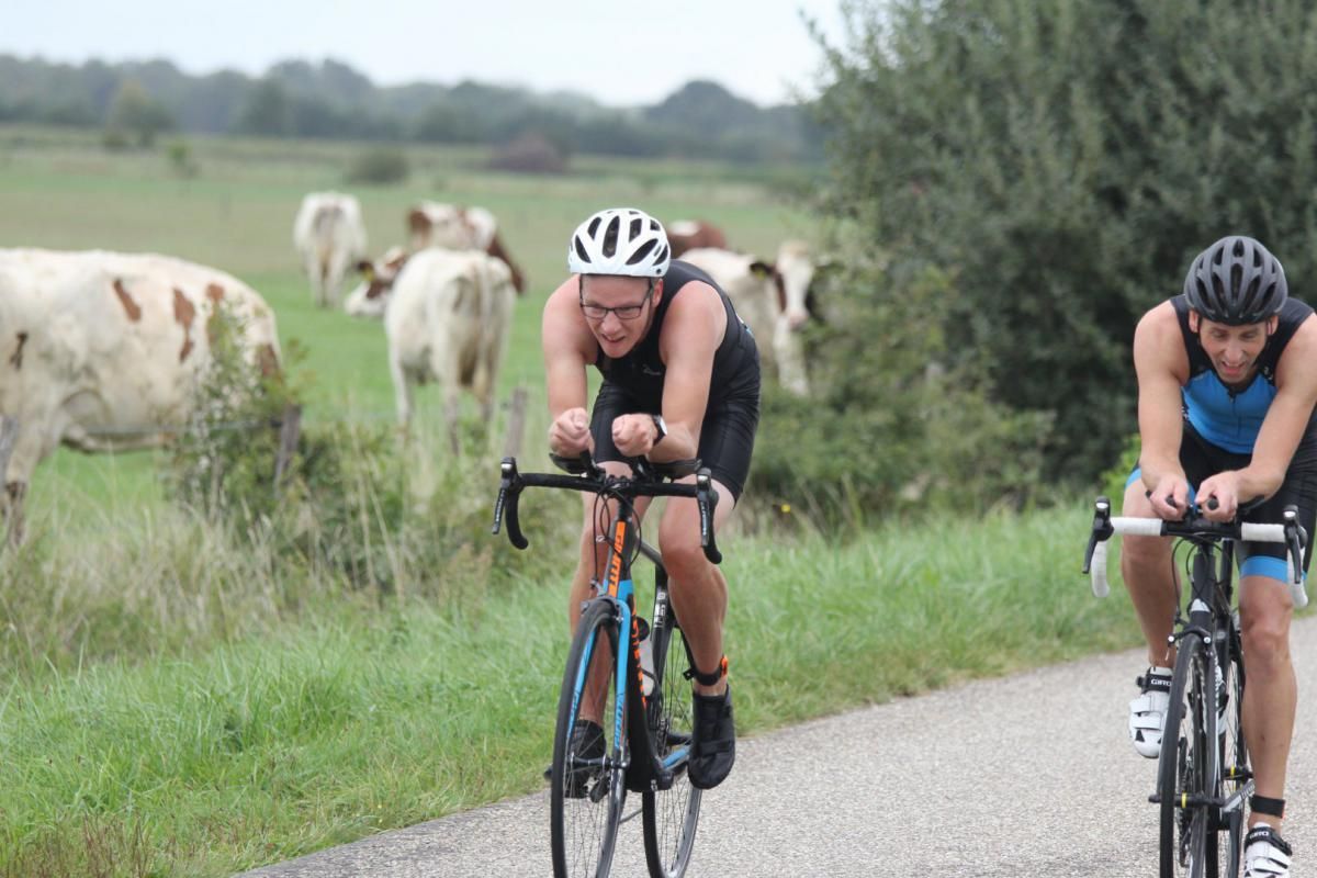 Twee mensen fietsen over een weg met koeien op de achtergrond.