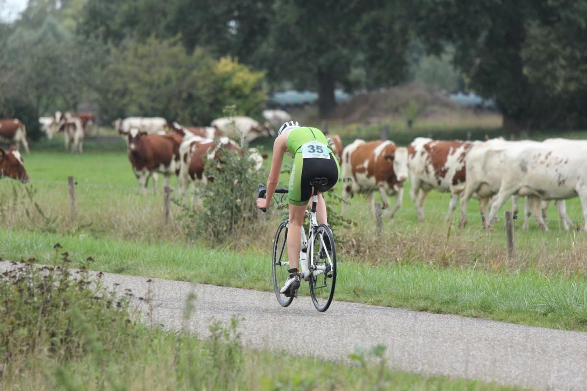 Iemand fietst op een pad voor een kudde koeien.