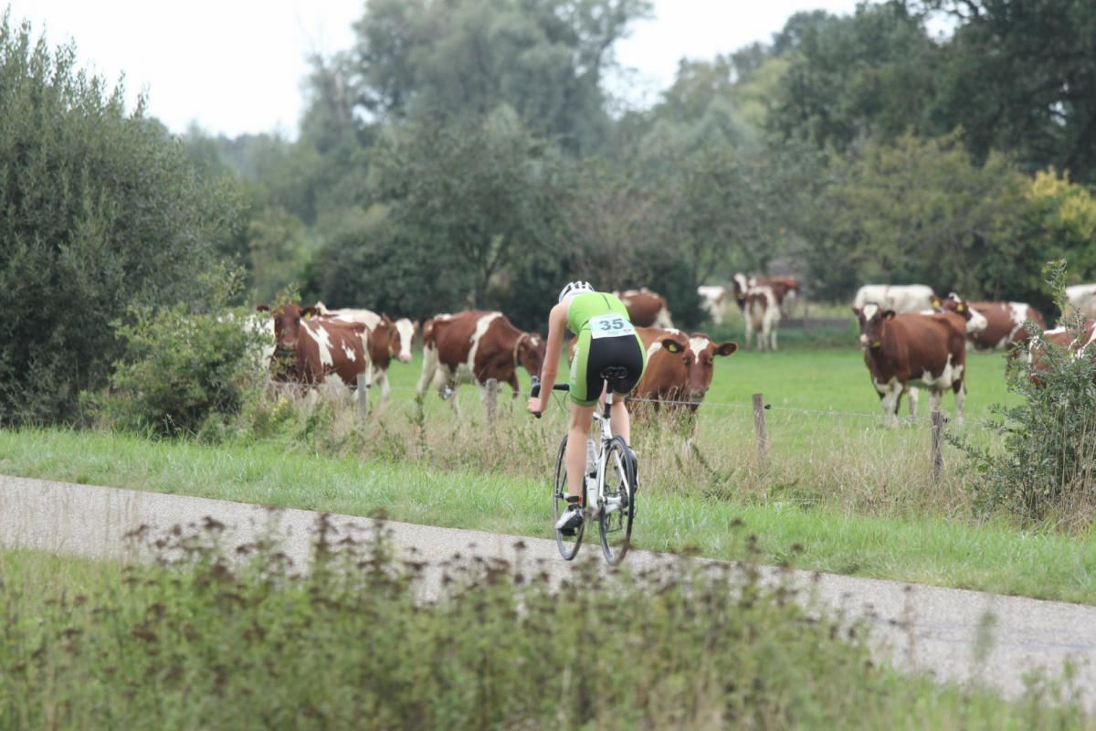 Iemand fietst op een pad voor een kudde koeien.