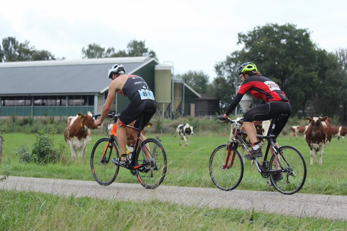 Twee mensen fietsen op een onverharde weg in een veld met koeien.