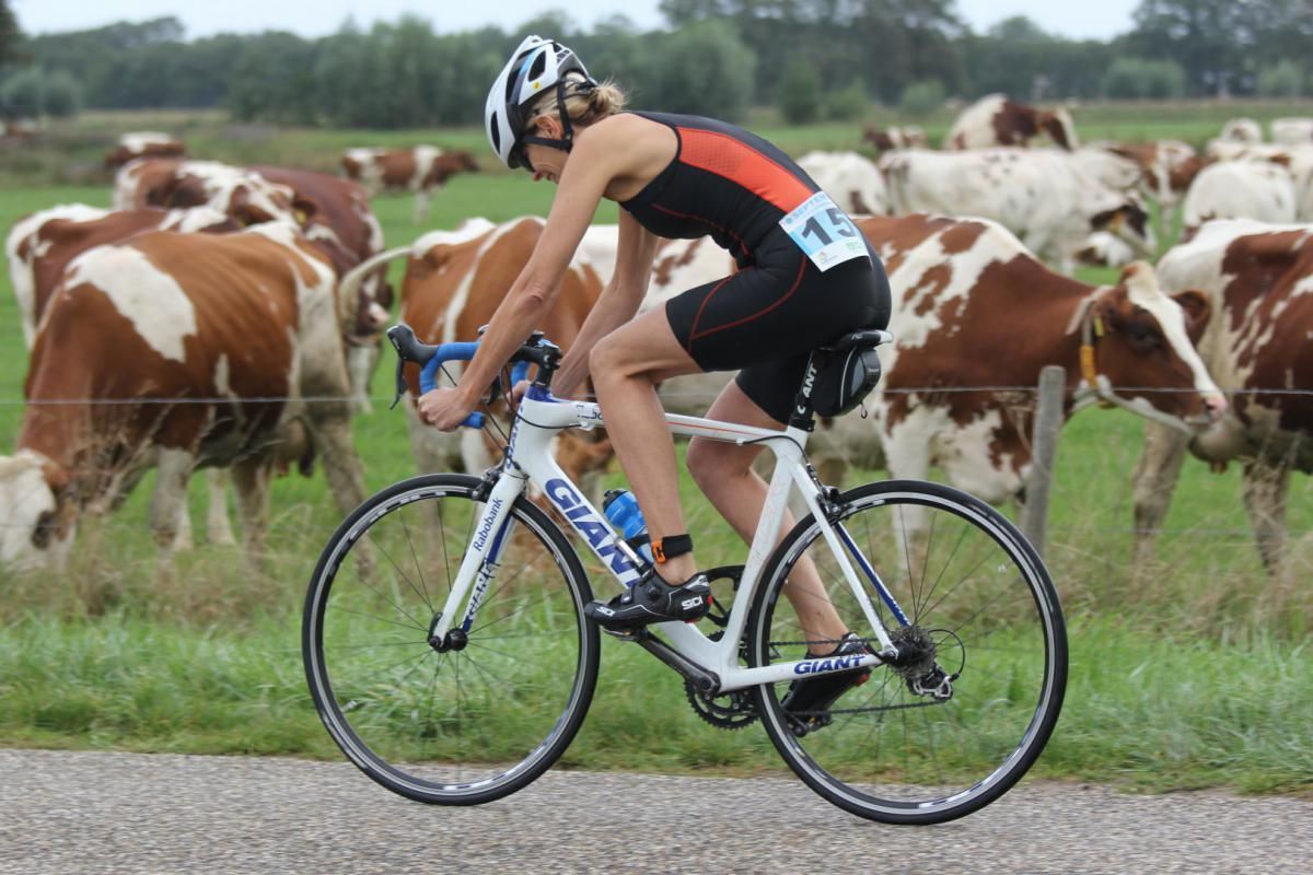 Een vrouw rijdt op een gigantische fiets voor een kudde koeien