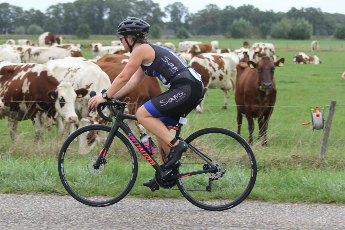 Een vrouw fietst voor een kudde koeien.
