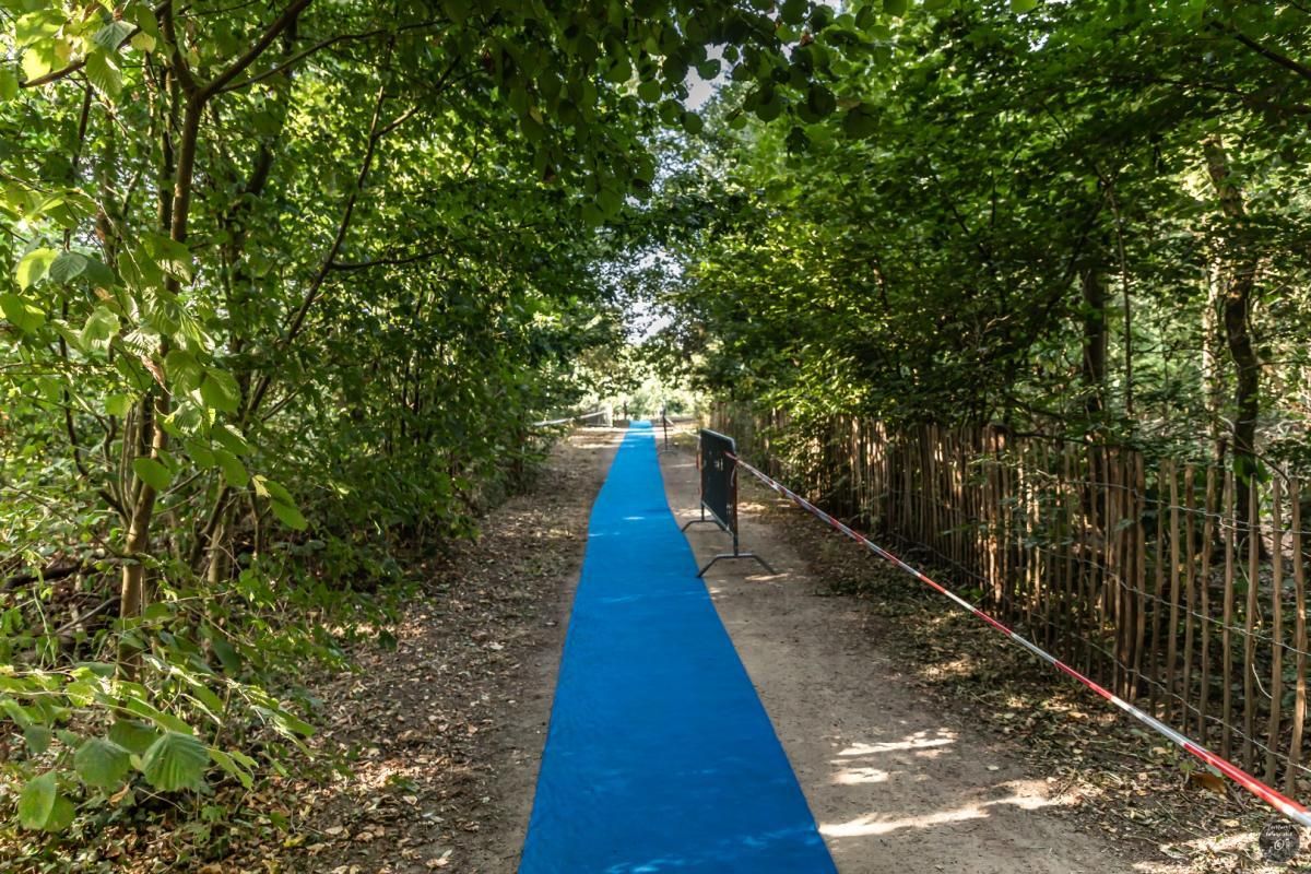 Een blauw tapijt bedekt een pad in het bos.