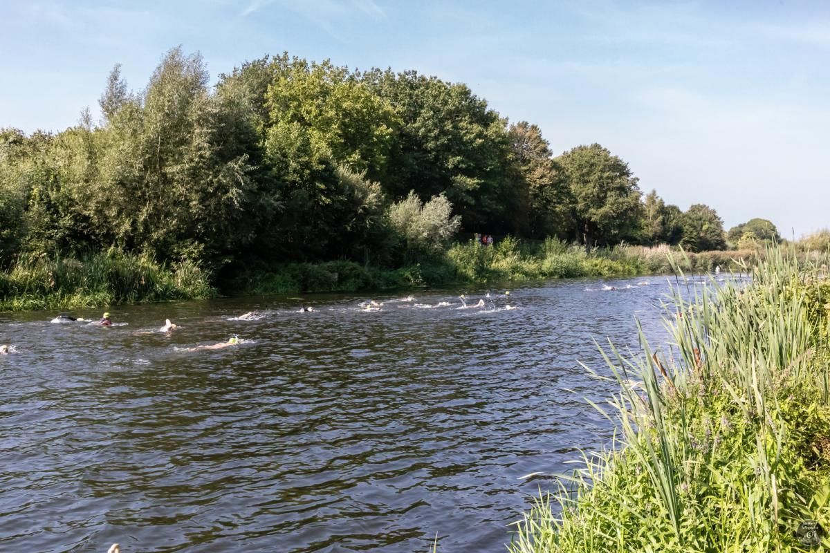 Een rivier omgeven door bomen en gras, waarin eenden zwemmen.
