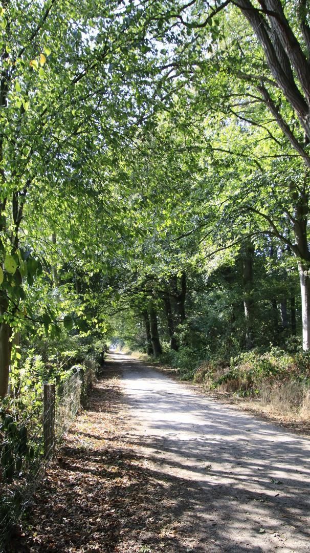 Een onverharde weg omgeven door bomen op een zonnige dag.