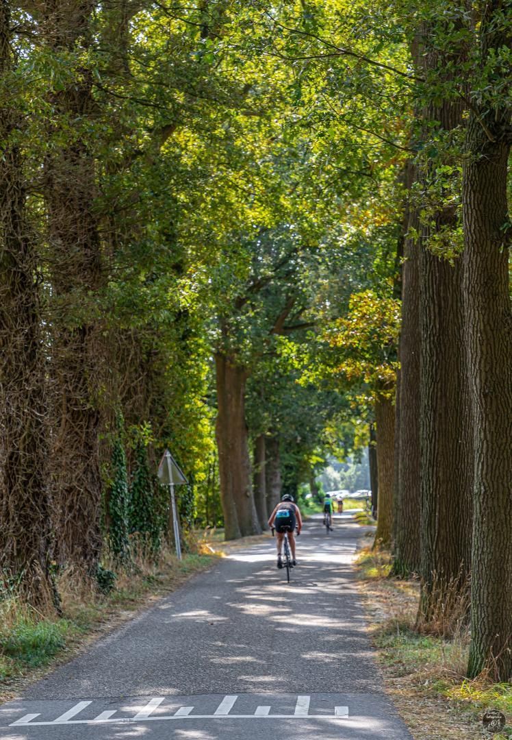 Een man fietst over een weg met bomen.