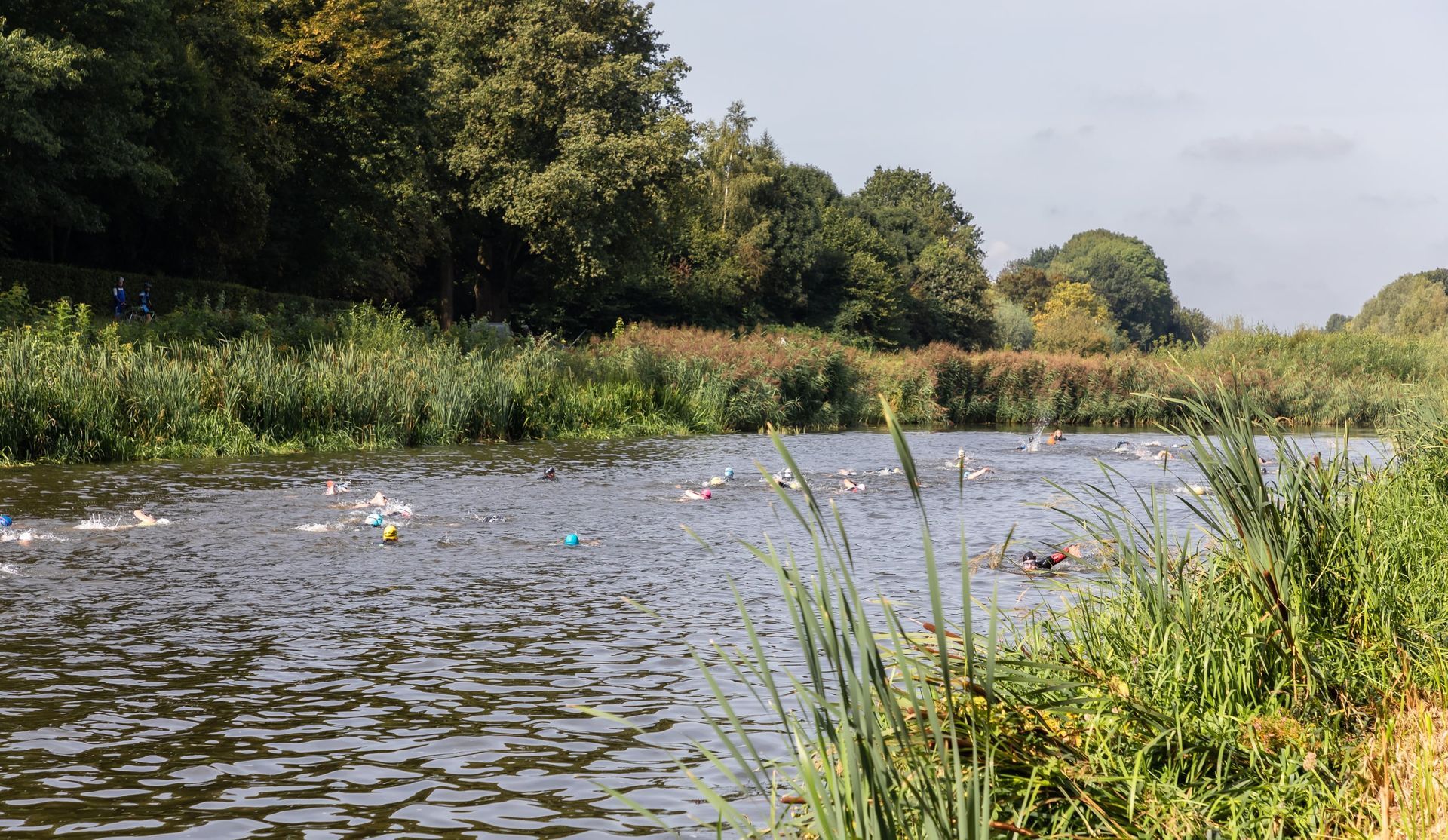 Een rivier met eenden die erin zwemmen en bomen op de achtergrond