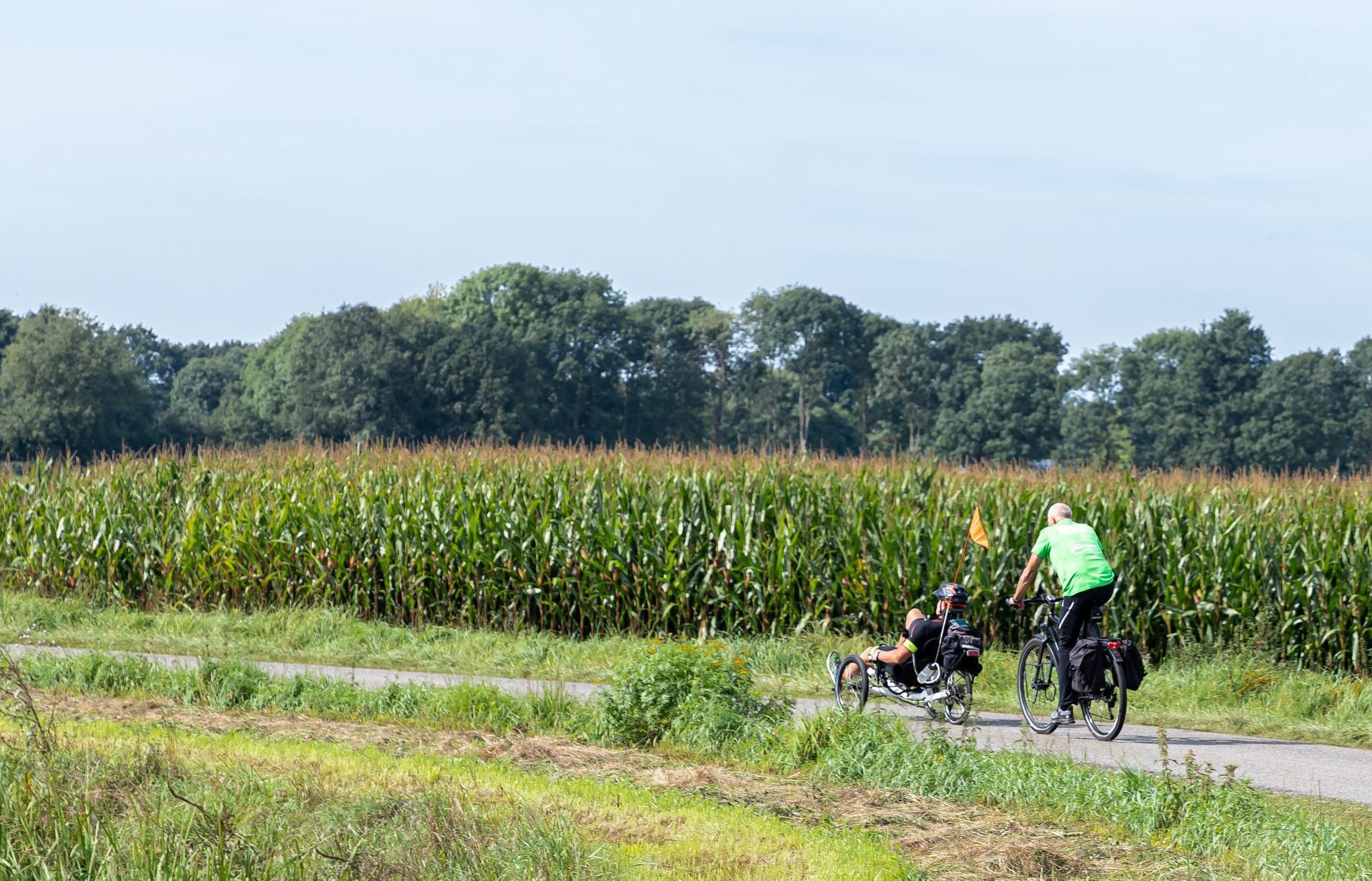 Een man fietst op een pad naast een maïsveld.