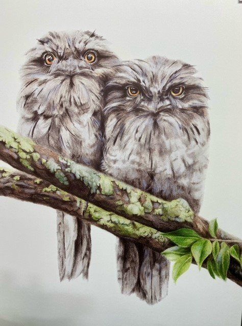 Owl Lovers Art — Somerton Park, SA — The Outdoor Scene