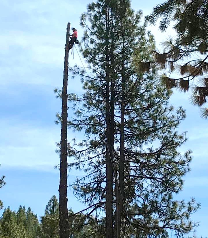 A man is climbing a tree with a chainsaw
