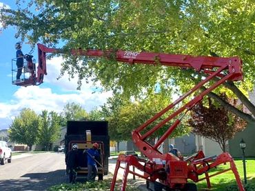 A man is cutting a tree with a crane.