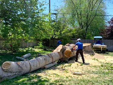 A man is cutting down a tree in a backyard with a chainsaw.