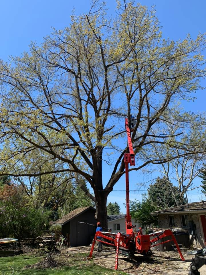 A large tree is being cut down by a crane.