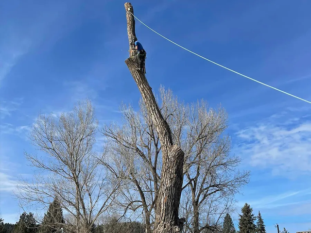 Health and Safety Risks of Cutting Trees