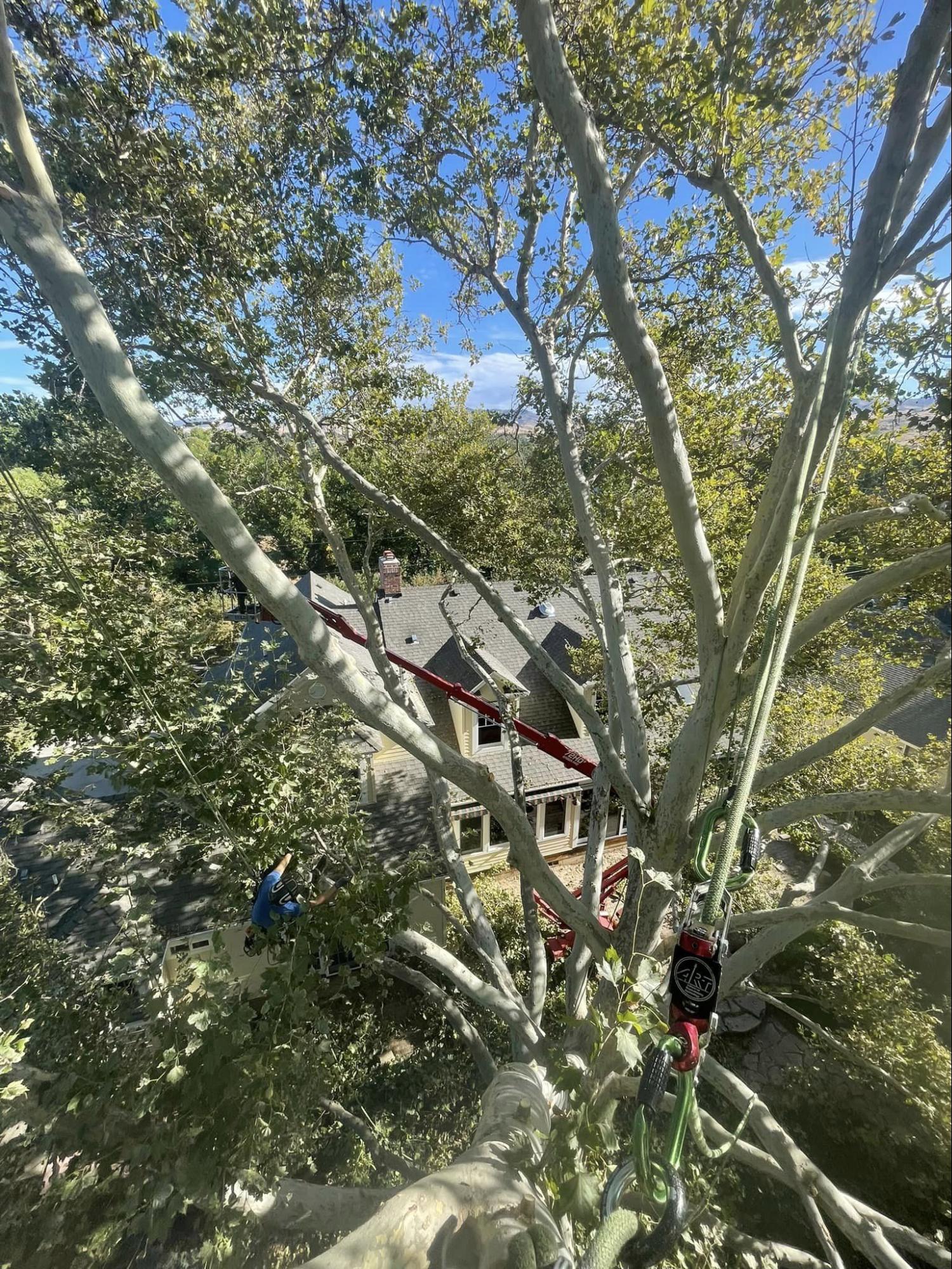 A person is climbing a tree in front of a house.