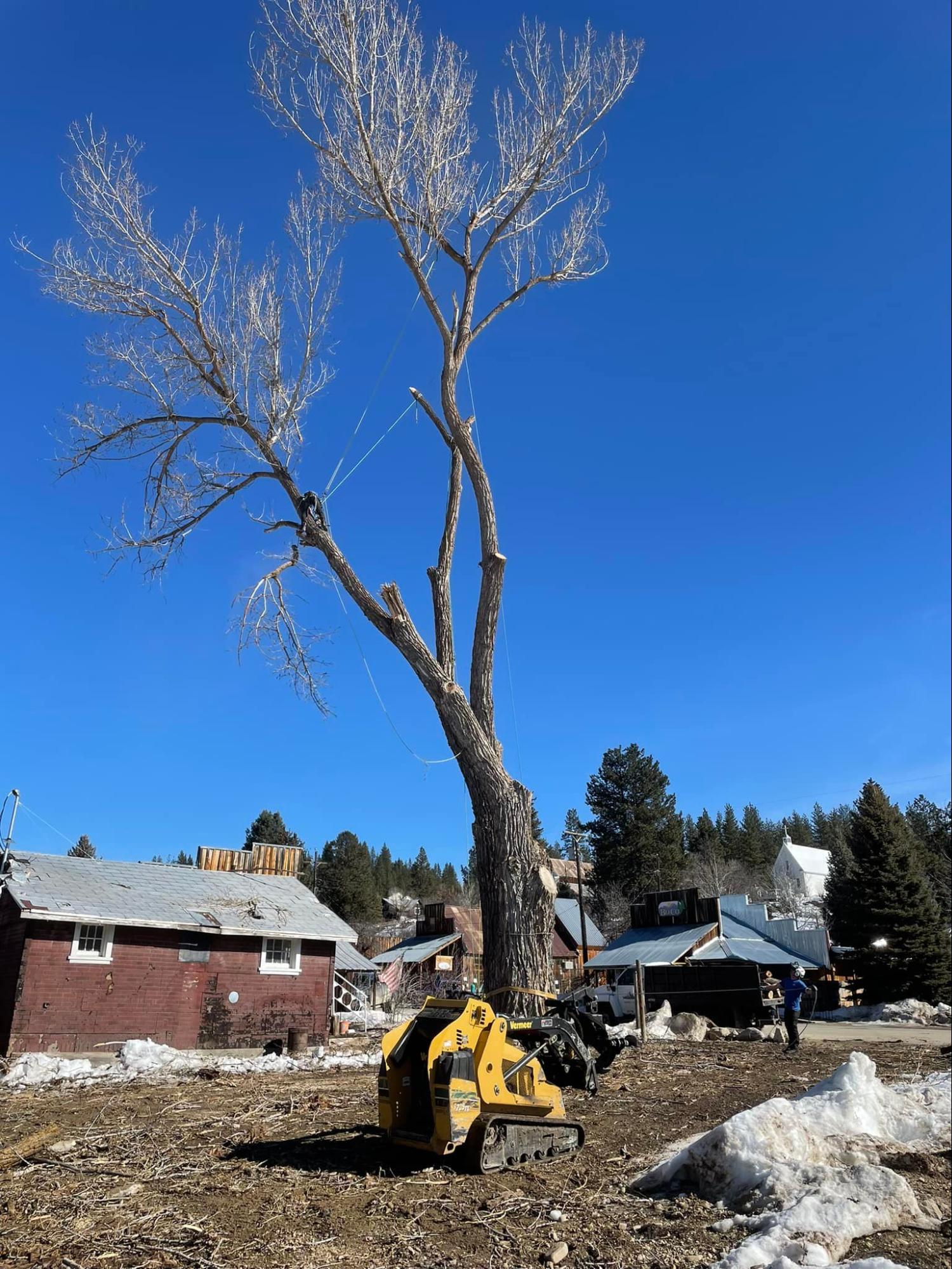 A large tree is being cut down in a field in front of a house.