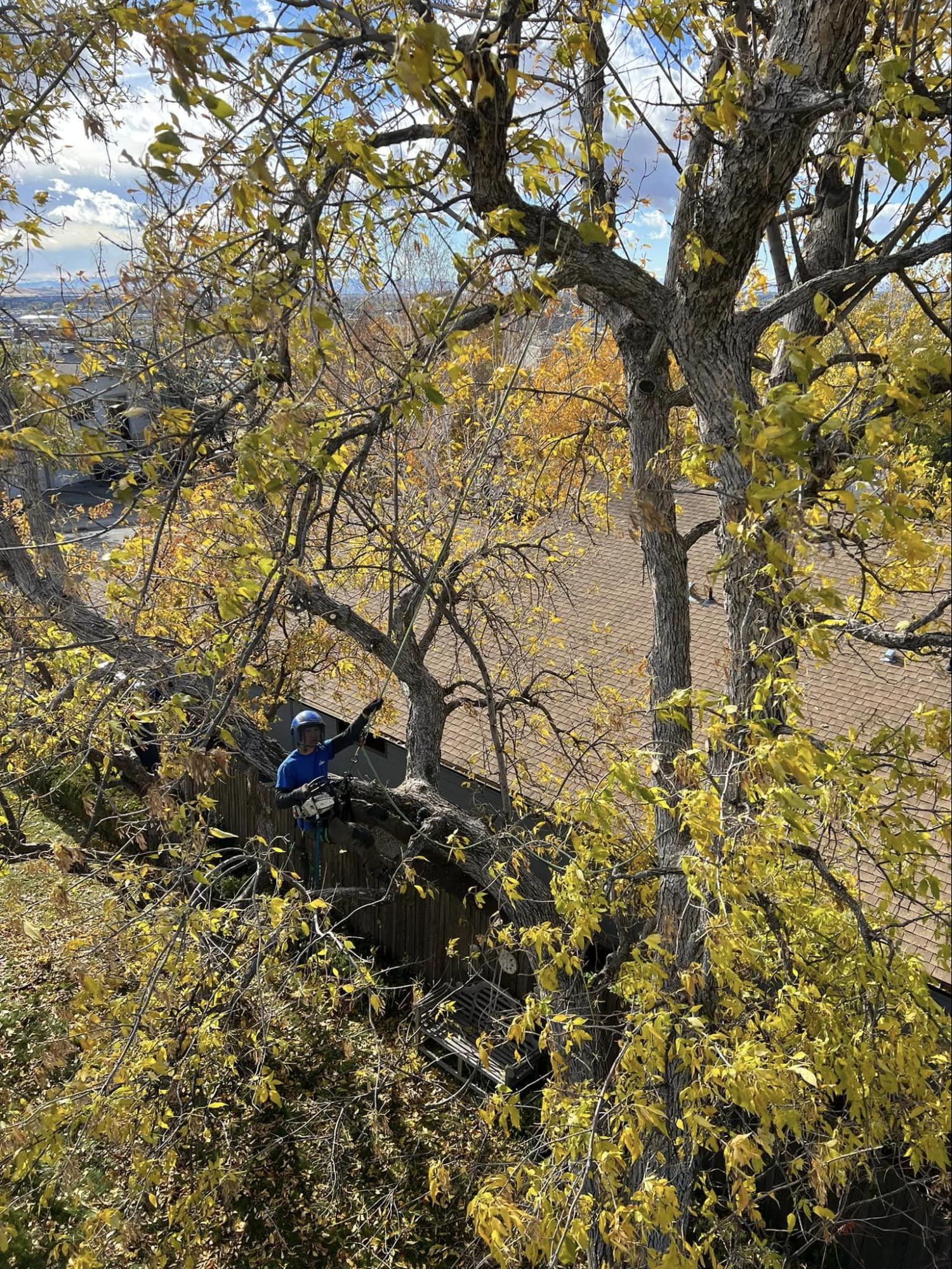 A person is sitting on a rock in the woods surrounded by trees.