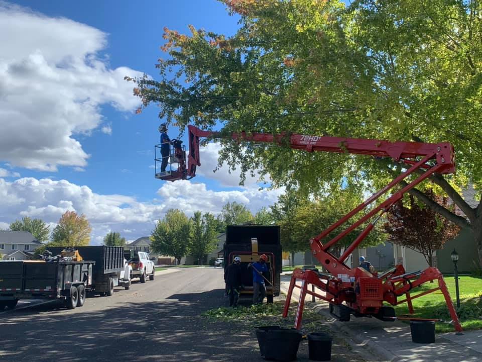 A man is cutting a tree with a crane.