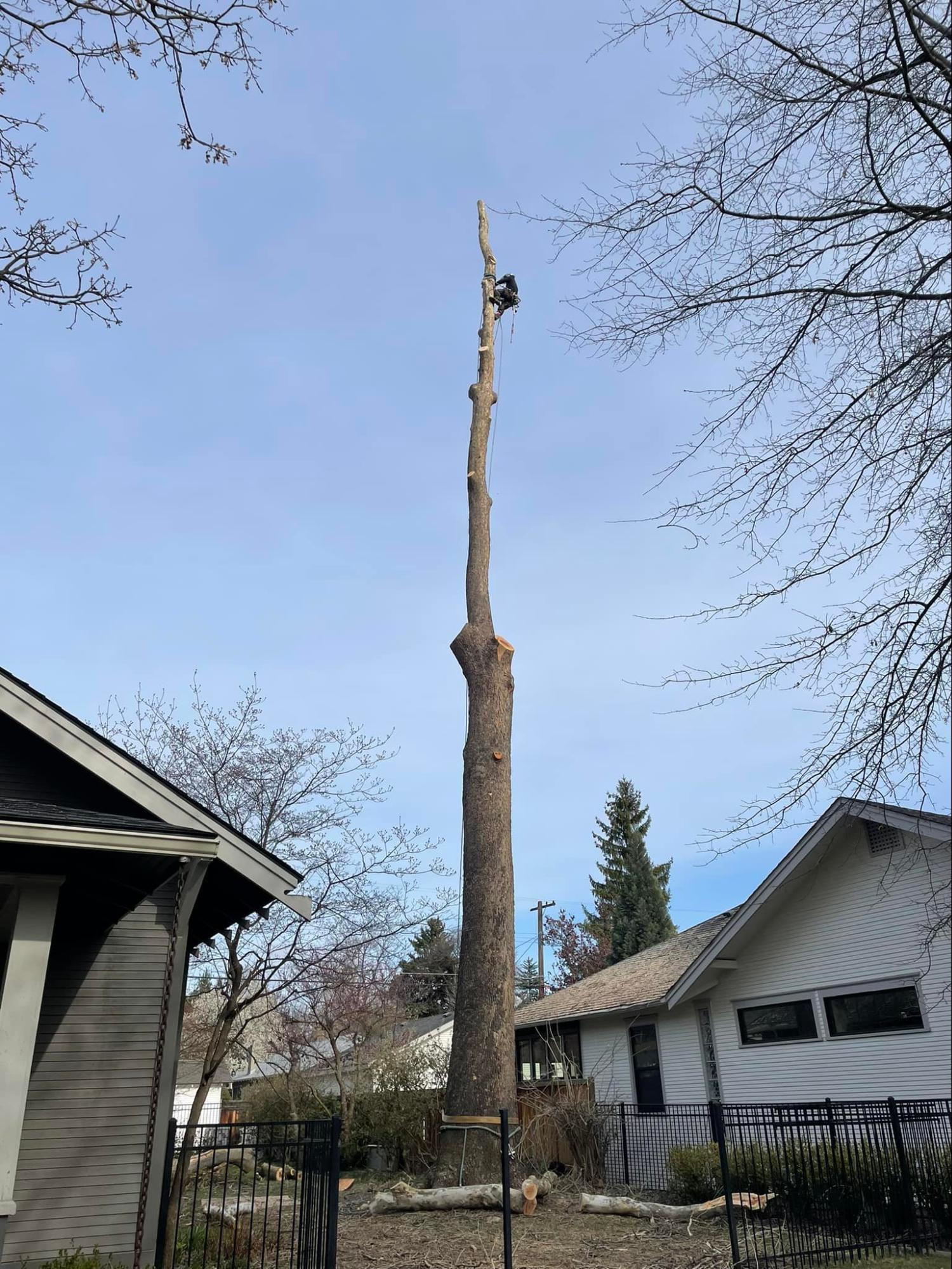 A large tree is being cut down in front of a house.
