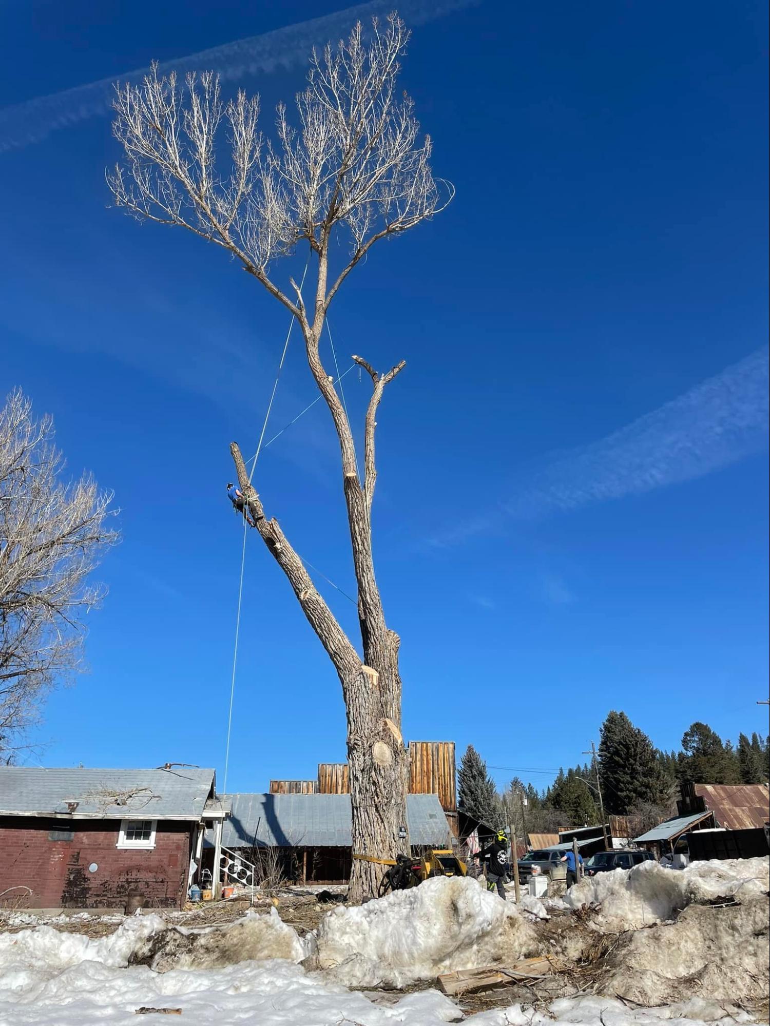 A large tree with a blue sky in the background