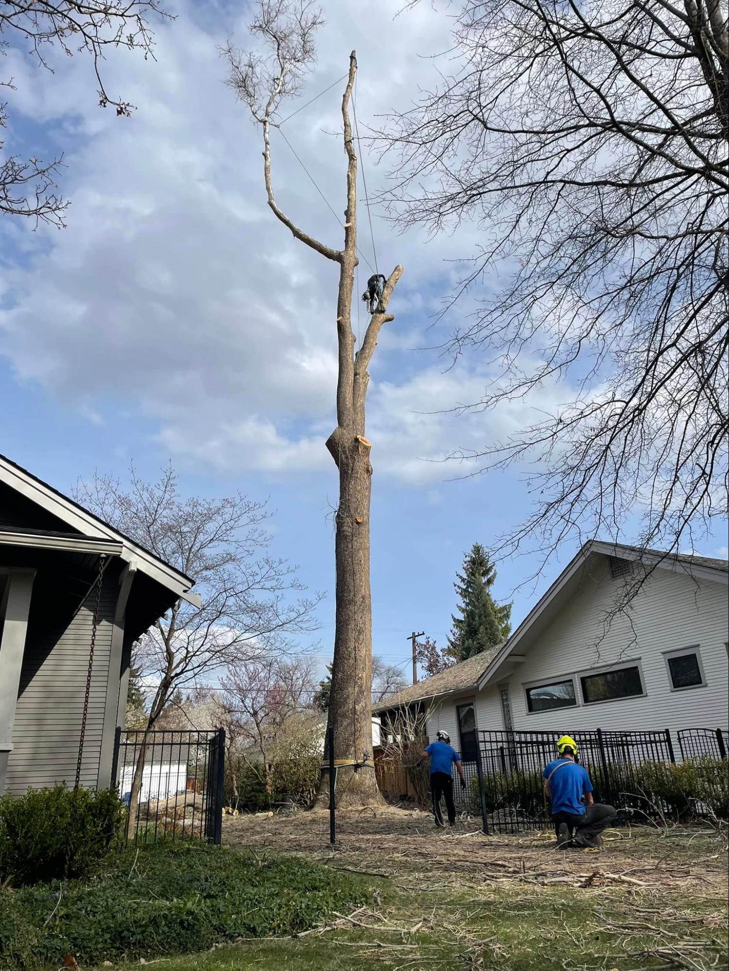 A large tree is being cut down in front of a house.
