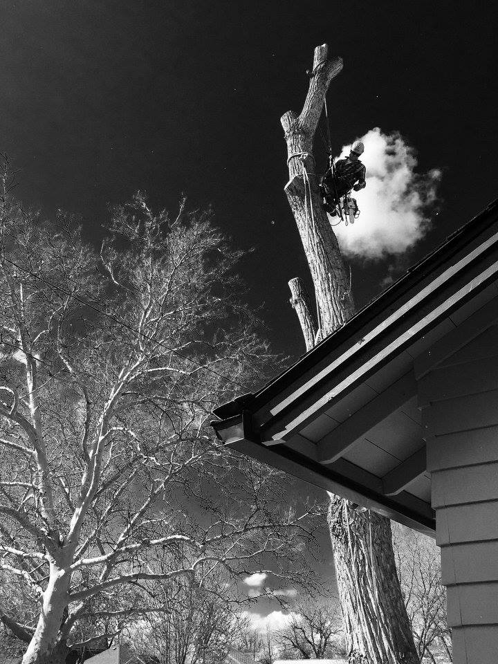A black and white photo of a house and trees at night