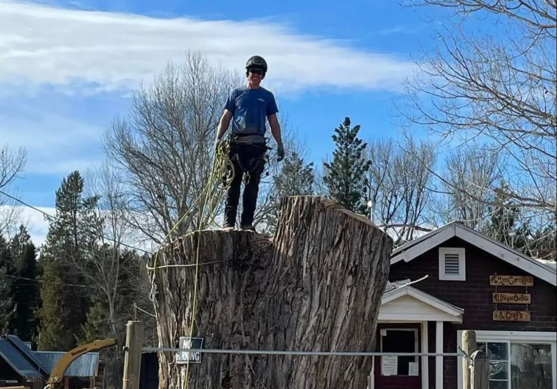 Person on large tree stump wearing safety gear; sunny day, small building in background.