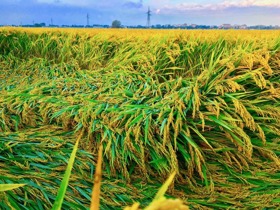 piantagione di riso Solitario