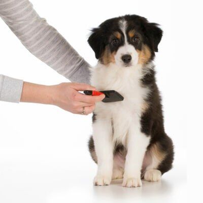 Dog grooming – Pet Grooming in Roy, UT