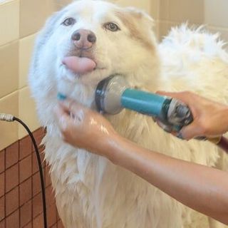 Adorable dog being washed – Pet Grooming in Roy, UT