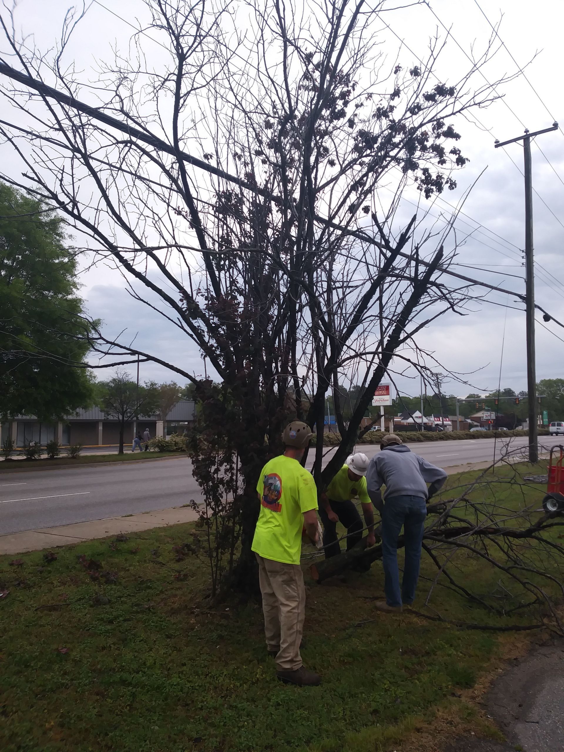 Stump Grinding — Arborist Cutting Branches in Newport News, VA