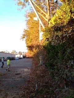 Men on The Site Checking Trees — Newport News, VA — Trees R Us, Inc.