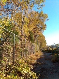 After Trimming Plants and Trees — Newport News, VA — Trees R Us, Inc.