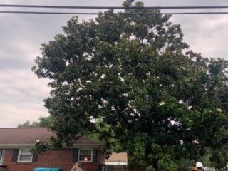 Big Tree Behind House — Newport News, VA — Trees R Us Inc