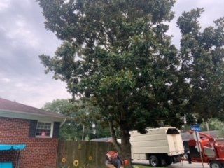 Huge Tree Behind House — Newport News, VA — Trees R Us Inc