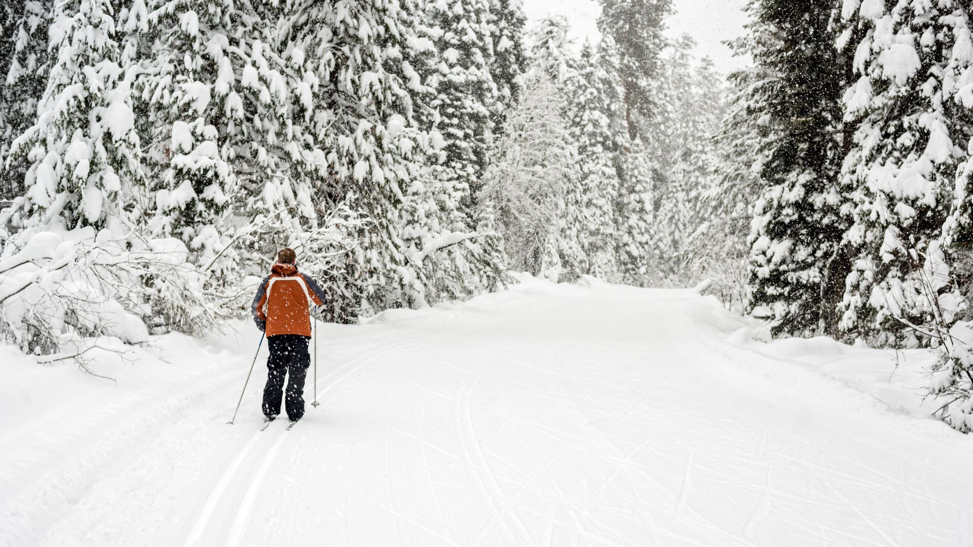 Person cross-country skiing on a snow-covered path through a forest.