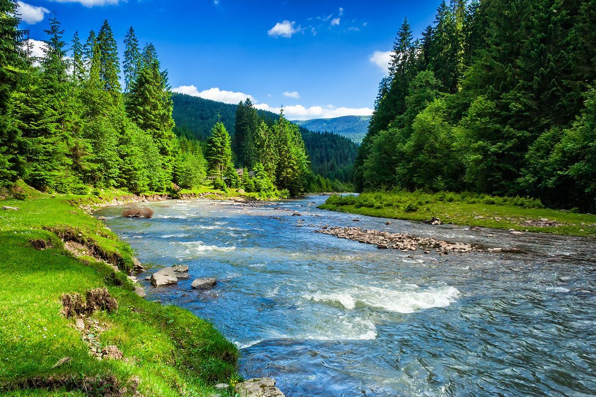 A river flowing through a lush green forest on a sunny day.