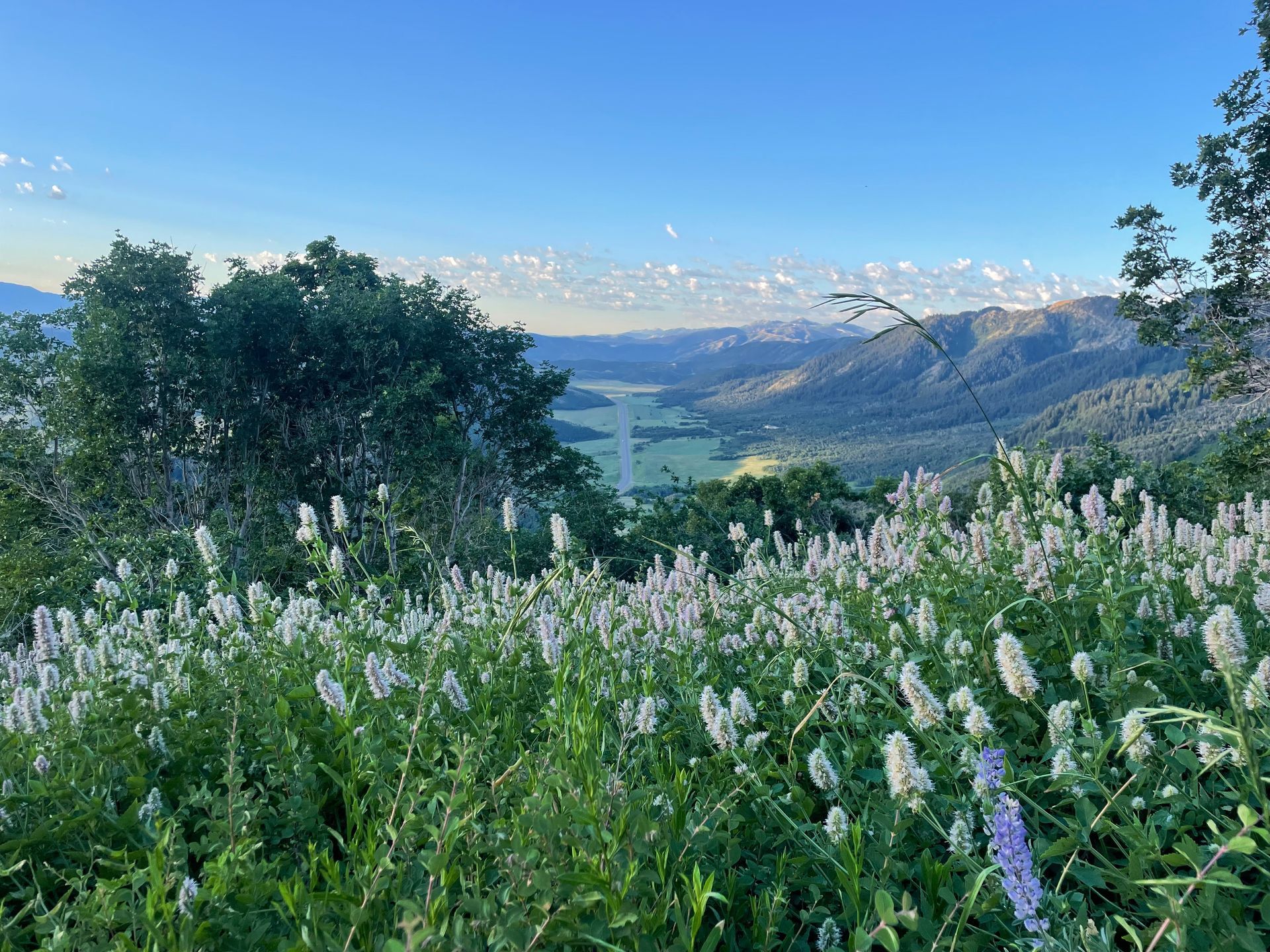 Scenic overlook of a valley with green fields and mountains under a blue sky, foreground with white wildflowers.