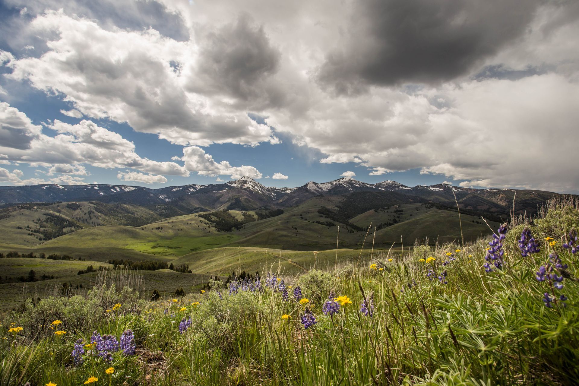 Rolling green hills and distant snow-capped mountains under a cloudy sky, with wildflowers in foreground.