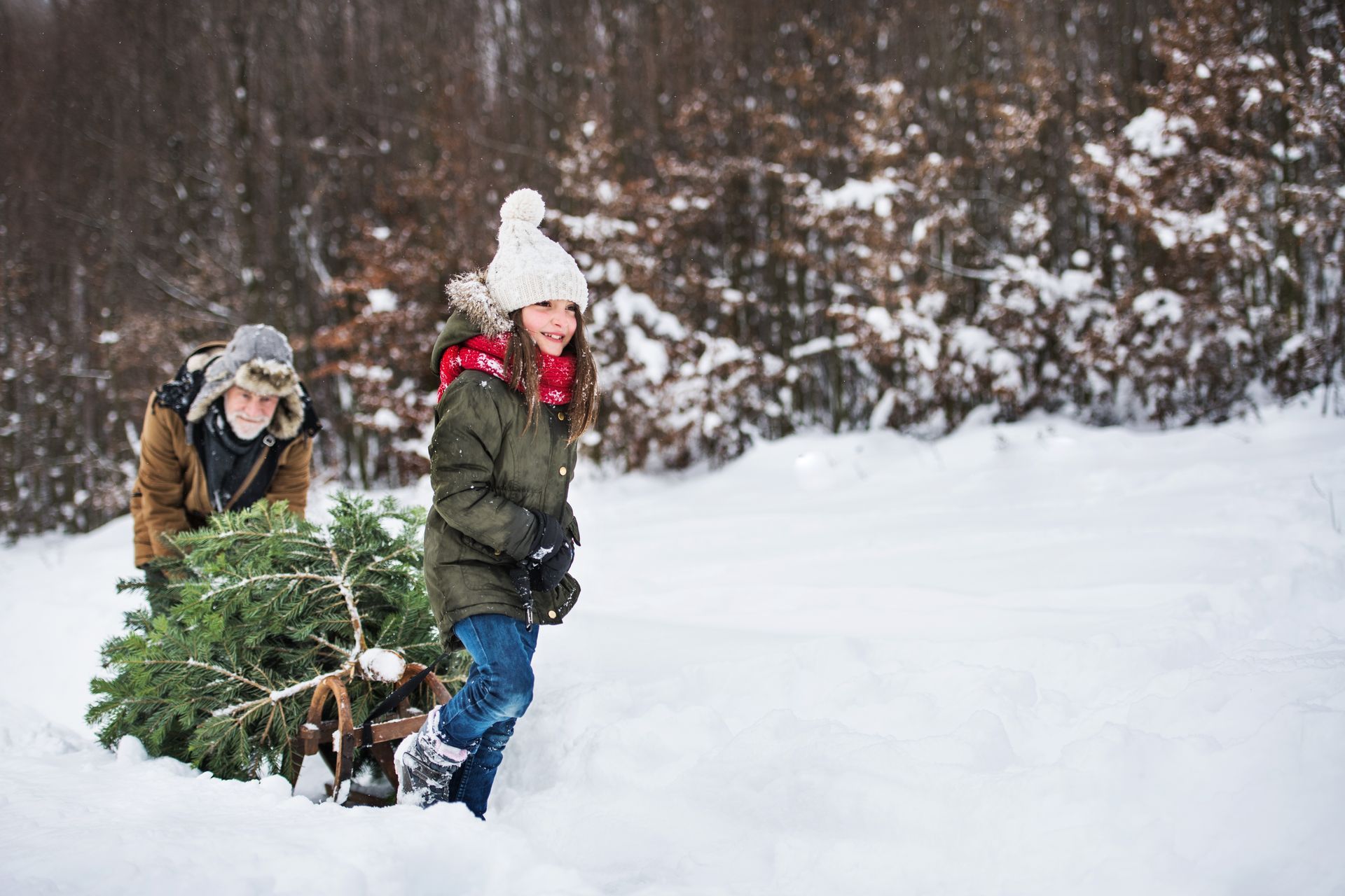 Person and child pulling Christmas tree through snow.