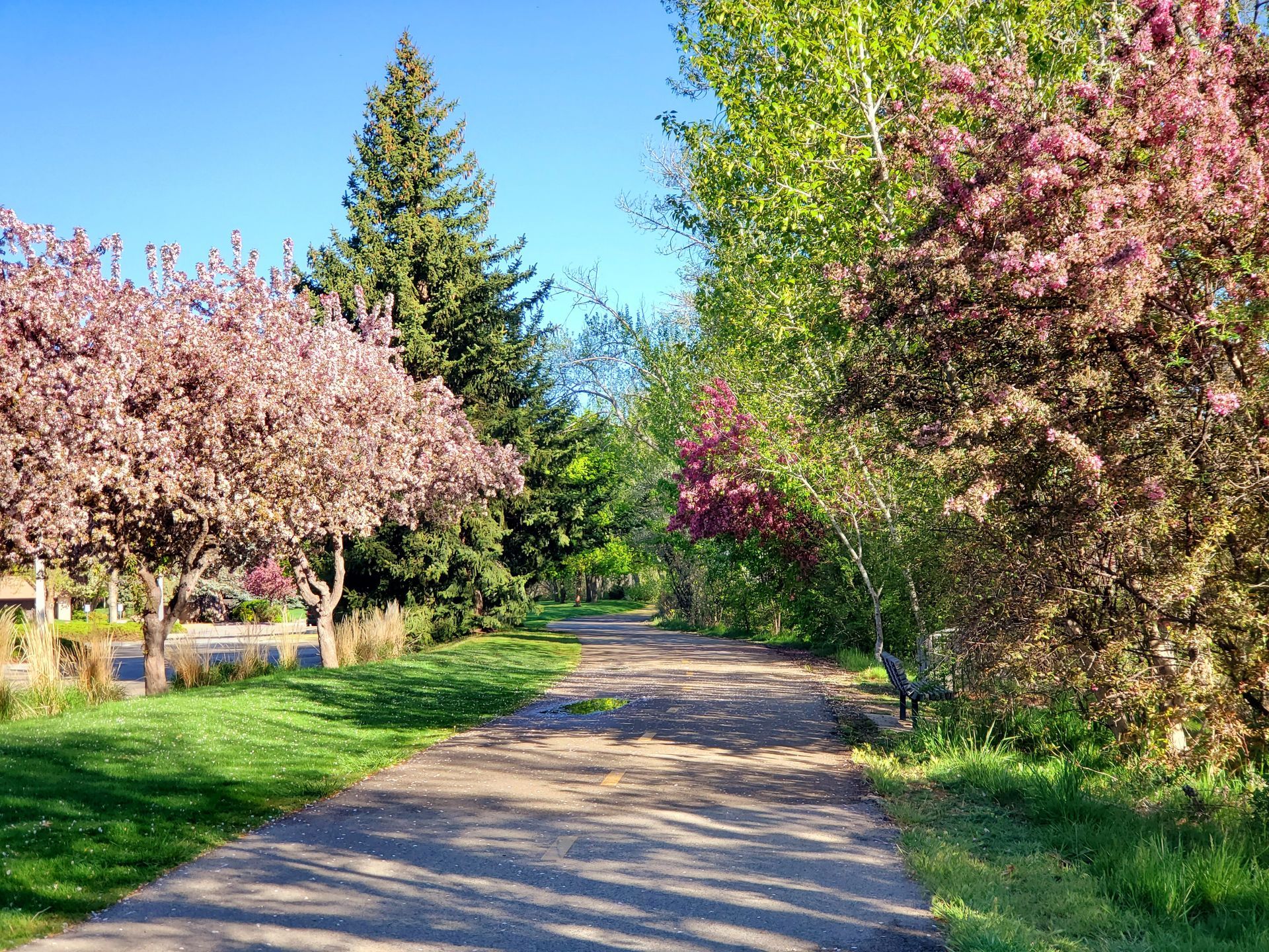 Pathway through trees in bloom, under a clear blue sky.