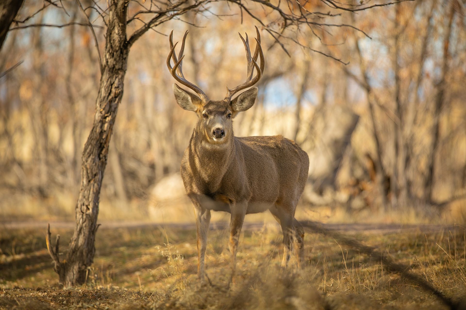 Buck deer with large antlers stands in a dry, sunlit field near a tree.