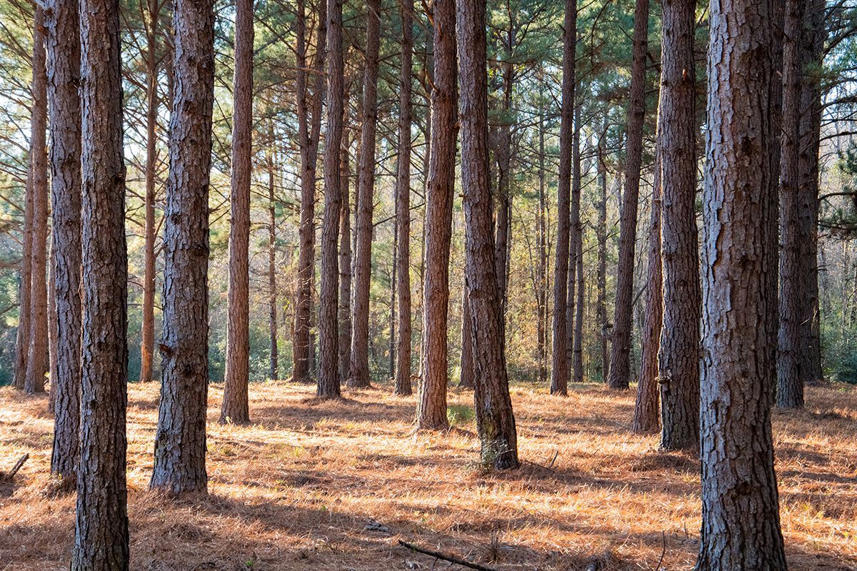 The sun is shining through the trees in a pine forest.