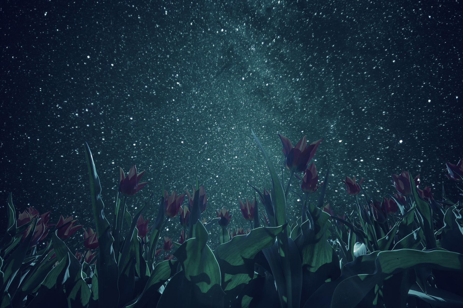 Red tulips in silhouette against a starry night sky.