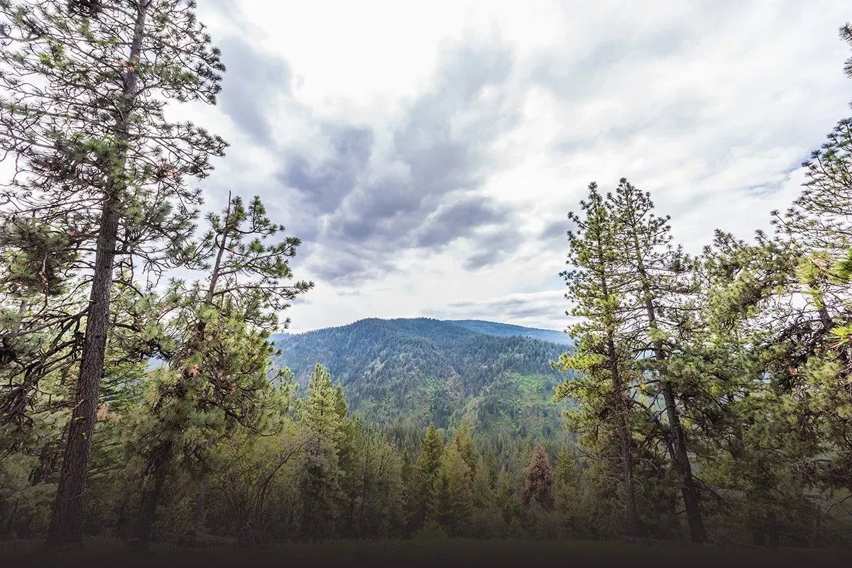 A forest with trees and mountains in the background and a cloudy sky