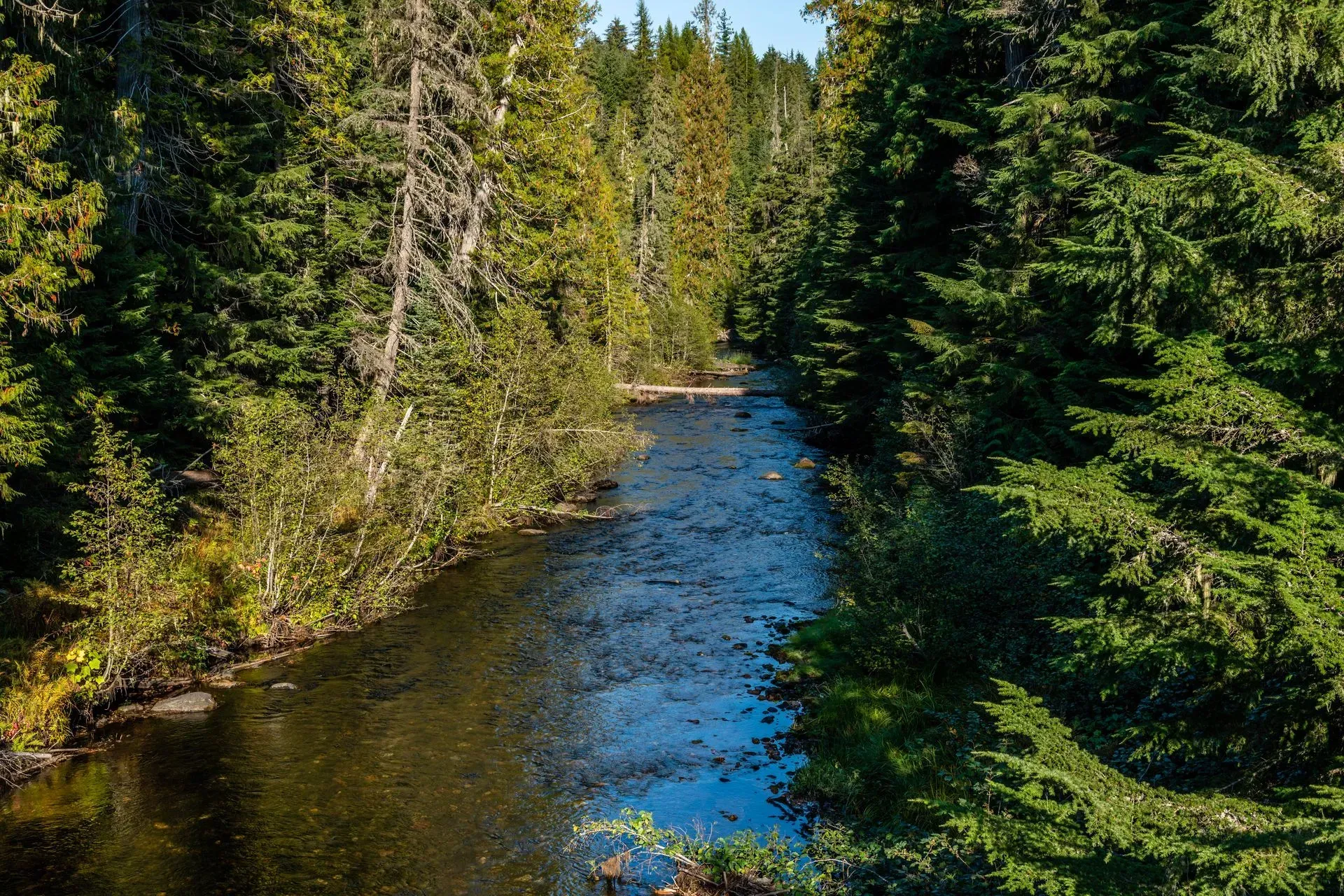 A river in the middle of a forest surrounded by trees