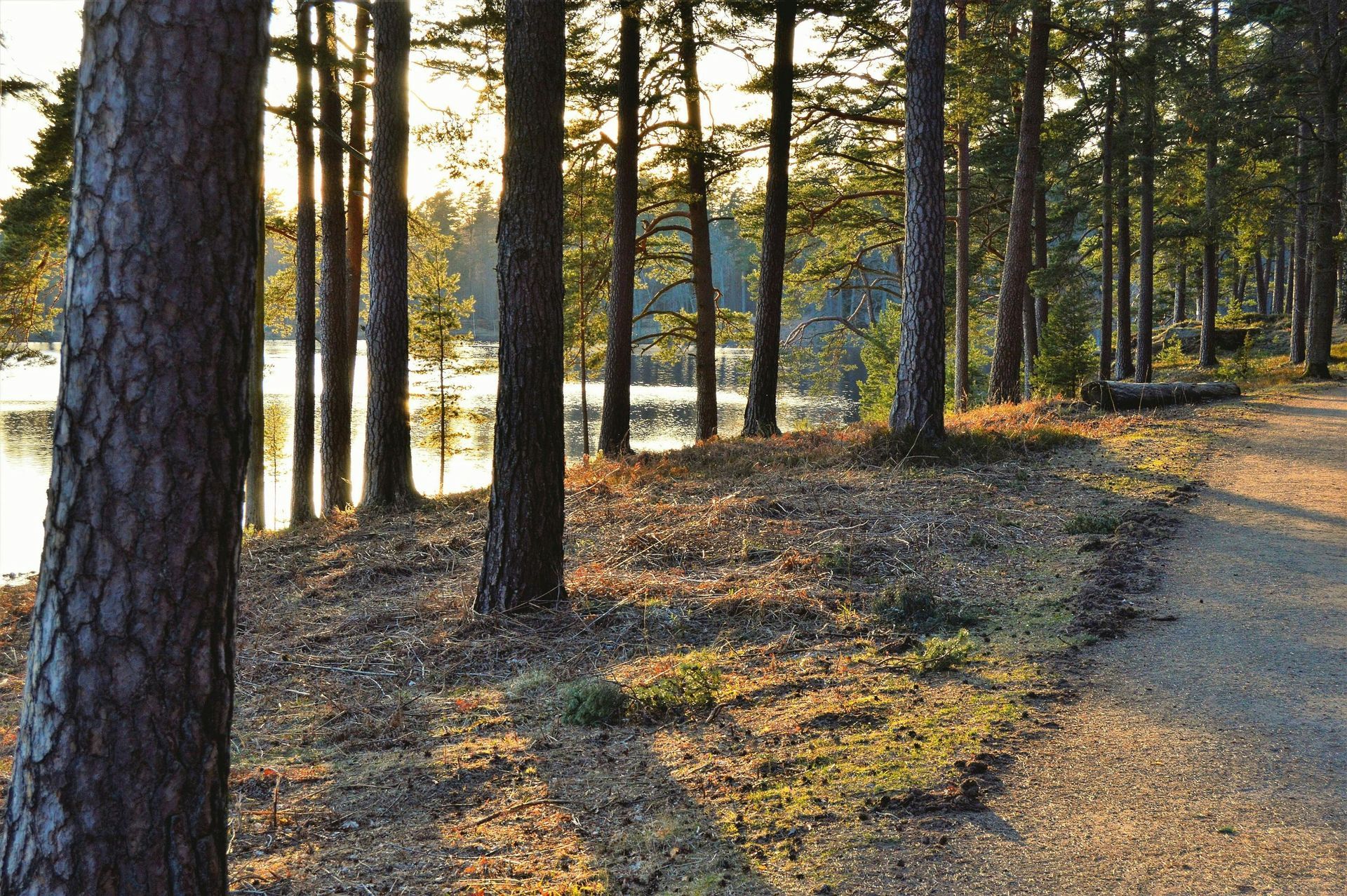 A dirt path in the woods leading to a lake