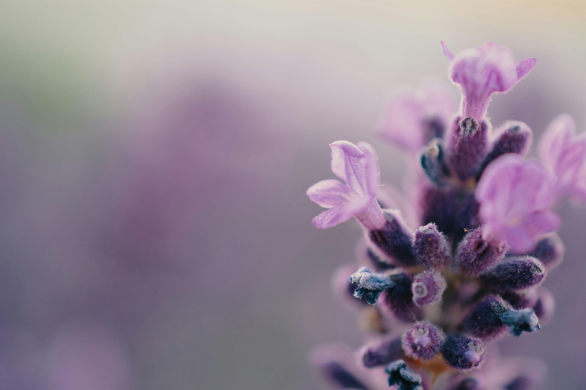A close up of a purple lavender flower with a blurred background.